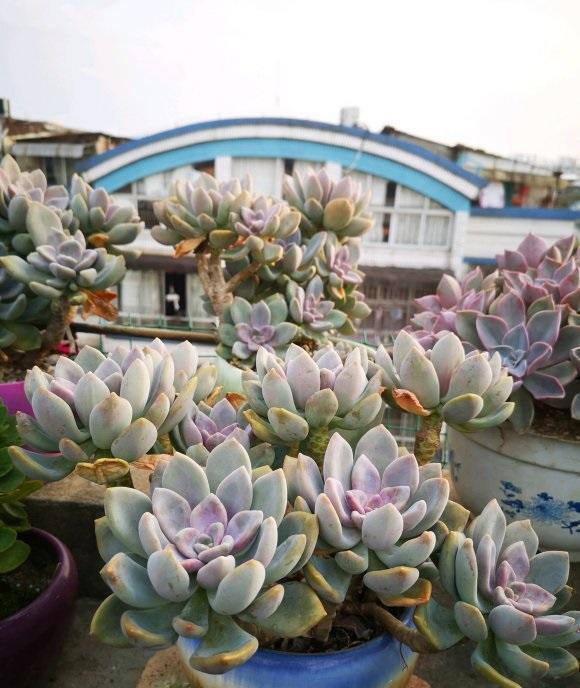 说说家装那点事儿|原来还有这么多人，对多肉并不了解，高频率的浇水，实际是错的