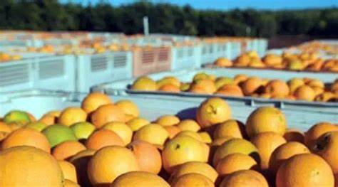 澳大利亞20萬噸柑橘要爛掉瞭？滯留在中國港口，澳果農損失慘重-圖3
