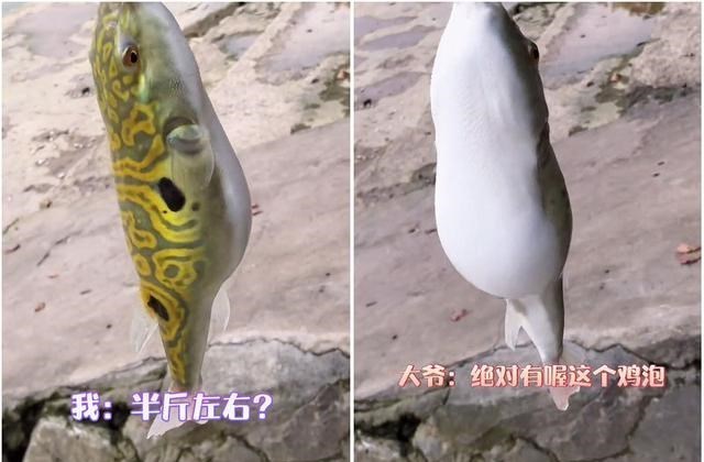 宓孤林|半斤！广西大爷西江钓起“河豚王”，小伙羡慕围观，大爷：送你了