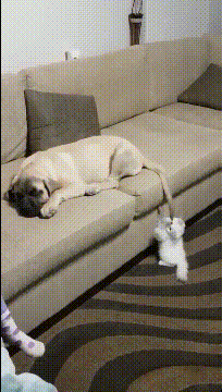 acgn漫评|弱弱问一下，儿子奥特曼的头接好了，为什么哭得更厉害了？