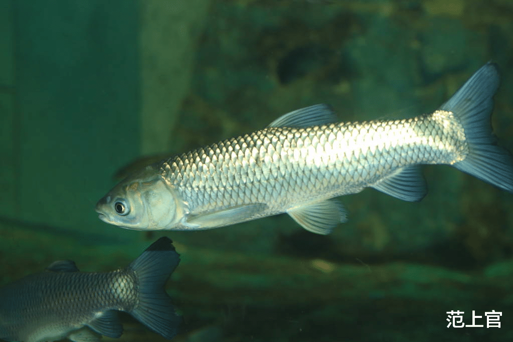 范上官|去超市囤物质时,最近这6种食物大降价,多买一些囤着,有备无患