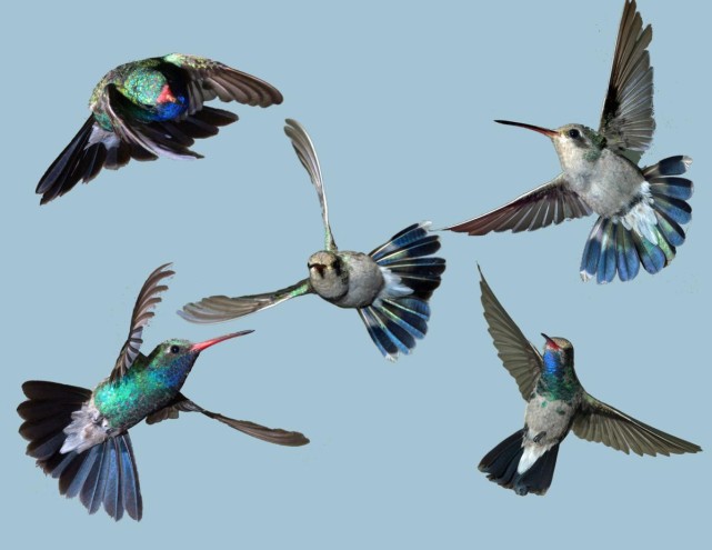 科学家 用脊椎动物的身体，做昆虫的事，蜂鸟比想象的还要奇怪许多