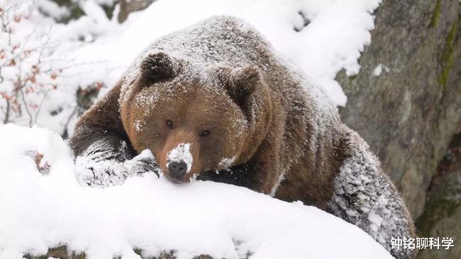 冬眠的熊打得过老虎吗？大熊猫明明也是熊，为啥不用冬眠？