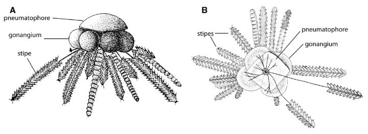 奥陶纪生物：第二代霸主｜地球简史系列