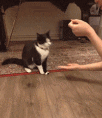 |网红吃播胖猴仔清空作品，疑健康出问题