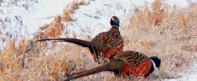 时小慢慢 东北野鸡泛滥成灾，多到撞墙，为什么吃货都无能为力？