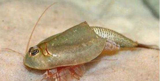 在地球存活了2亿年的动物，日本人视它为宝，中国人却拿它喂鸡！