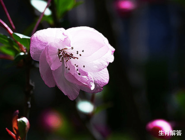 生肖解答|8月下旬，甘心做飞蛾，无怨无悔，3生肖情不自禁付出，不再分手