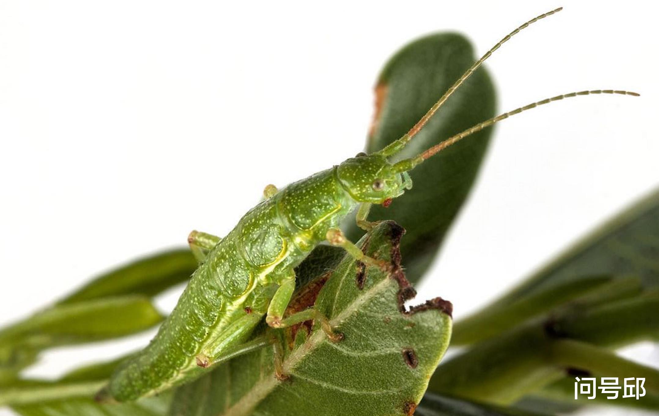  澳洲“陆地龙虾”由被误认为灭绝再到重新发现，堪称物种的奇迹