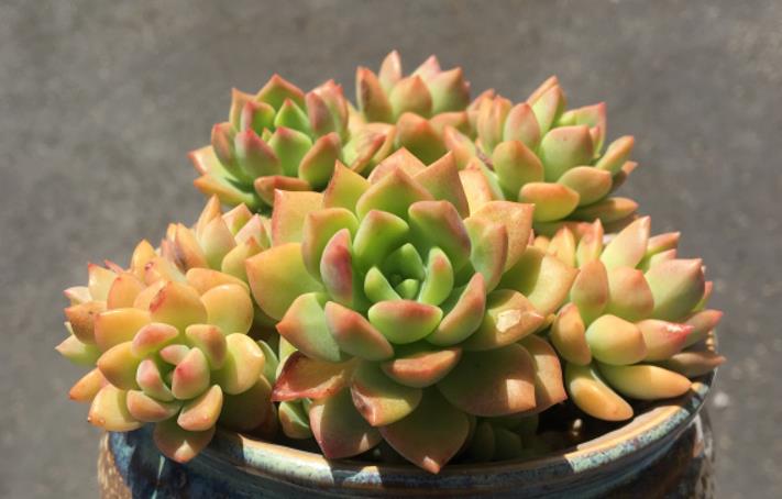 续约紫罗兰 你不知道的多肉马库斯——养好了叶片不但会红，有时还有甜香味