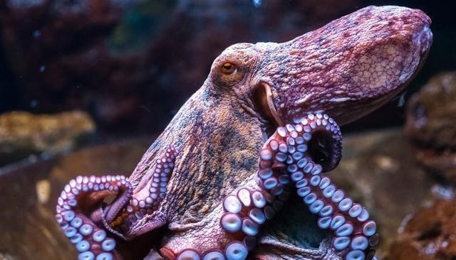 章鱼 为什么说章鱼是“外星生物”?经研究发现,生理构造或很独特