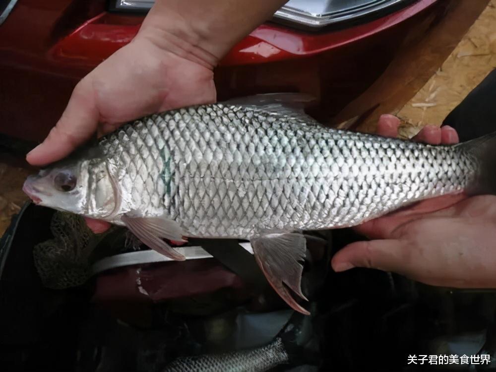 |它入侵我国40年，逐渐本土化，网友才发现：难道这不是本土鱼？