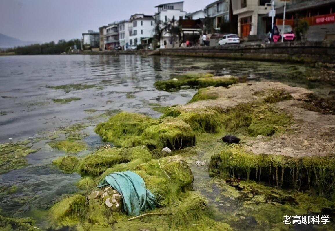 洱海 洱海的“贪心”：2次引入外地鱼，土著鱼崩溃，坐实西瓜换芝麻？