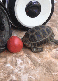 |网红吃播胖猴仔清空作品，疑健康出问题