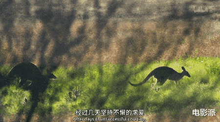 无码交配,这尺度不付费真能看?