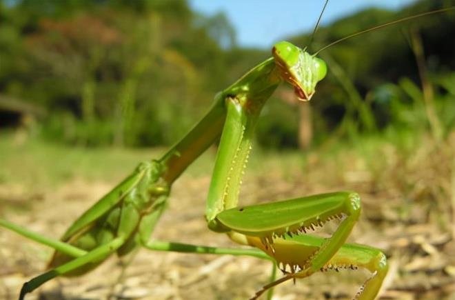 池塘 水里遇到的“会动的铁丝”到底是一种什么东西？