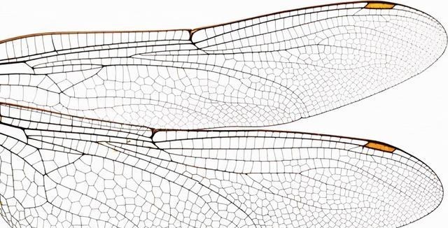 飞行界的王者：蜻蜓，科学家研究多年仍未完全搞清其奥秘