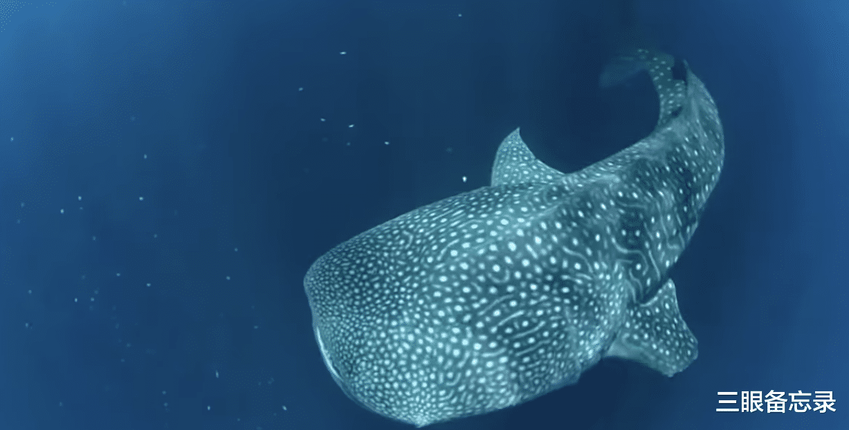 它是海洋干饭王,把星空图印在背上,竟然能用NASA的软件识别