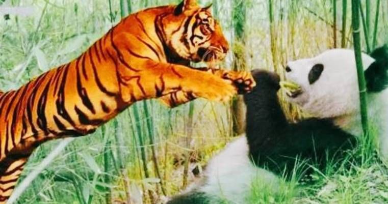 狮子、老虎为什么不敢攻击大熊猫,大熊猫:也不打听我祖先是谁?