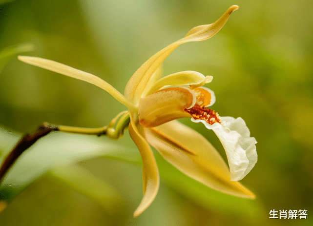 甘肃|大金猪!5月底,福星高照,心想事成,事业直飞云霄,财富不愁