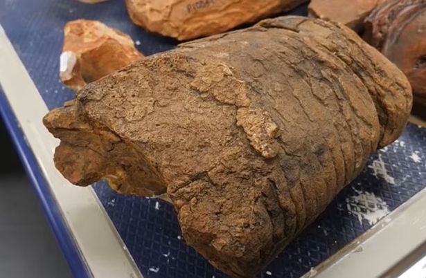 白领 专家发现灭绝野兽的化石，揭开古老的触须“杀人机器”的神秘面纱