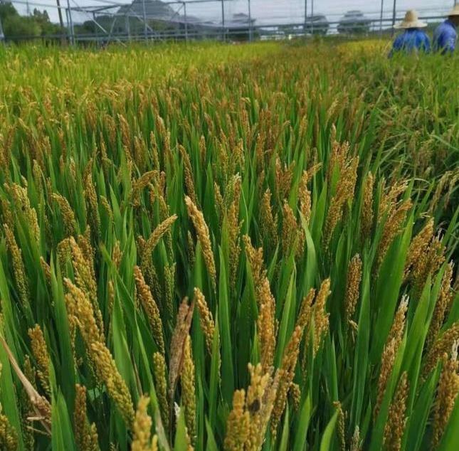 吃米饭补锌，富锌水稻浙大锌稻，锌含量为普通大米的2-3倍