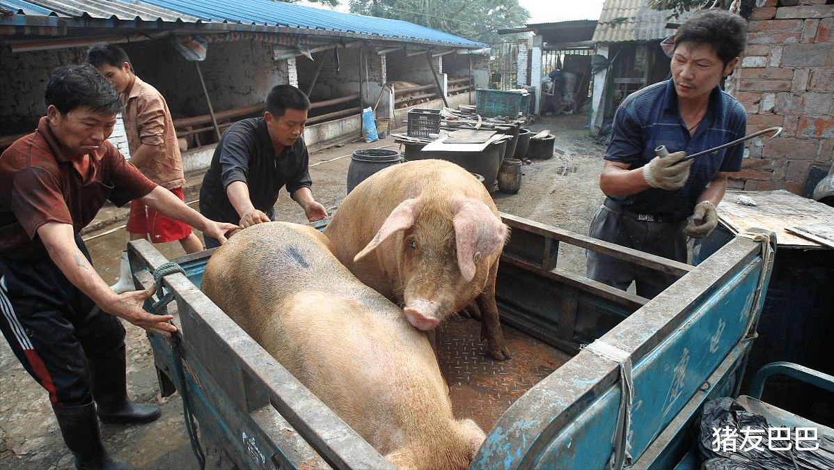 生猪价格 猪价横盘下挫，16地行情走跌，市场释放新信号，猪价即将涨翻天？