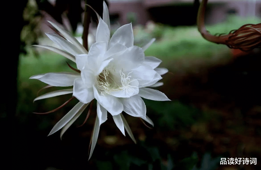|「诗词鉴赏」昙花一现为韦陀，古诗词里的昙花，一现刹那芳华