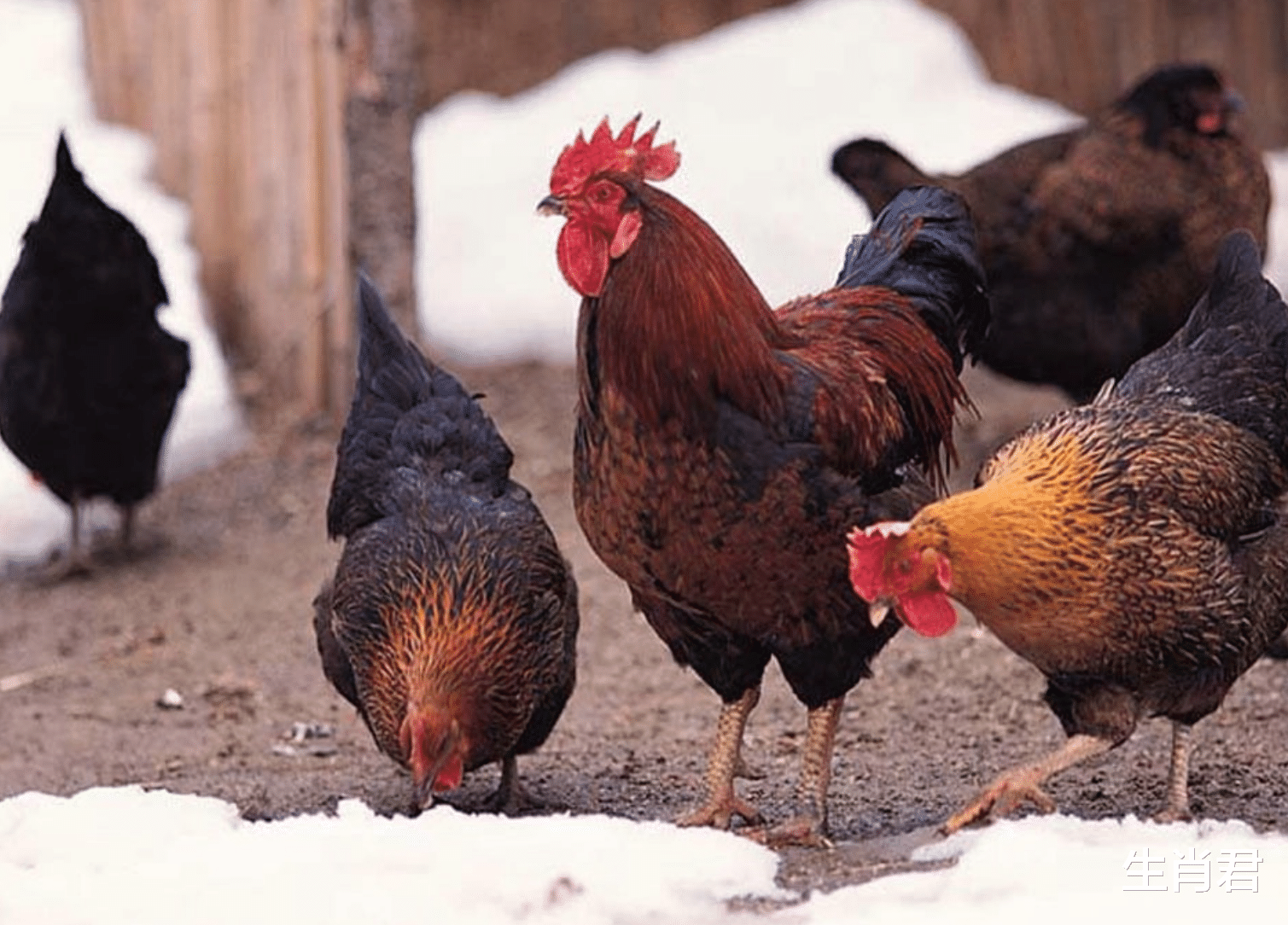 英国|掌握职场升职密码，属鸡人这次有福了，把握机会成功升职