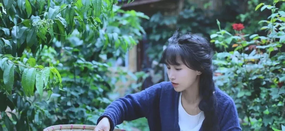 李子柒|李子柒，可惜了！