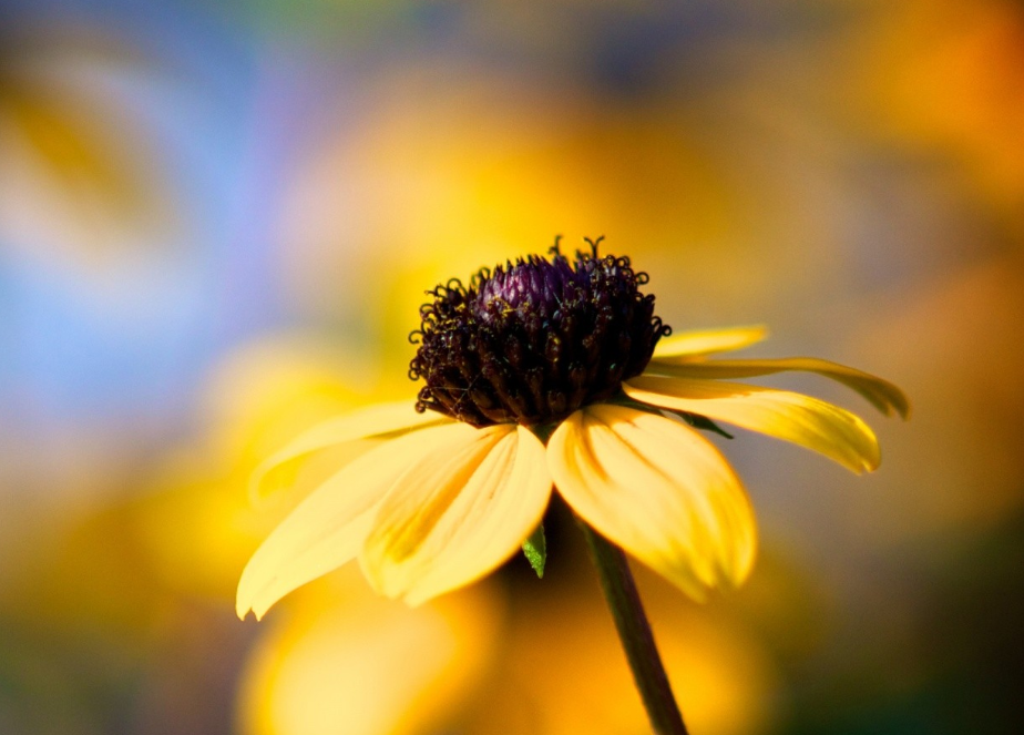 生肖夜读|7月,不缺贵人,满面桃花,存款翻倍,3生肖事业一升再升,多金多福