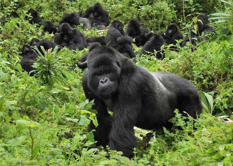 科学家 人类经过进化后，褪去了全身除头发和阴部毛发，科学家：为了散热！