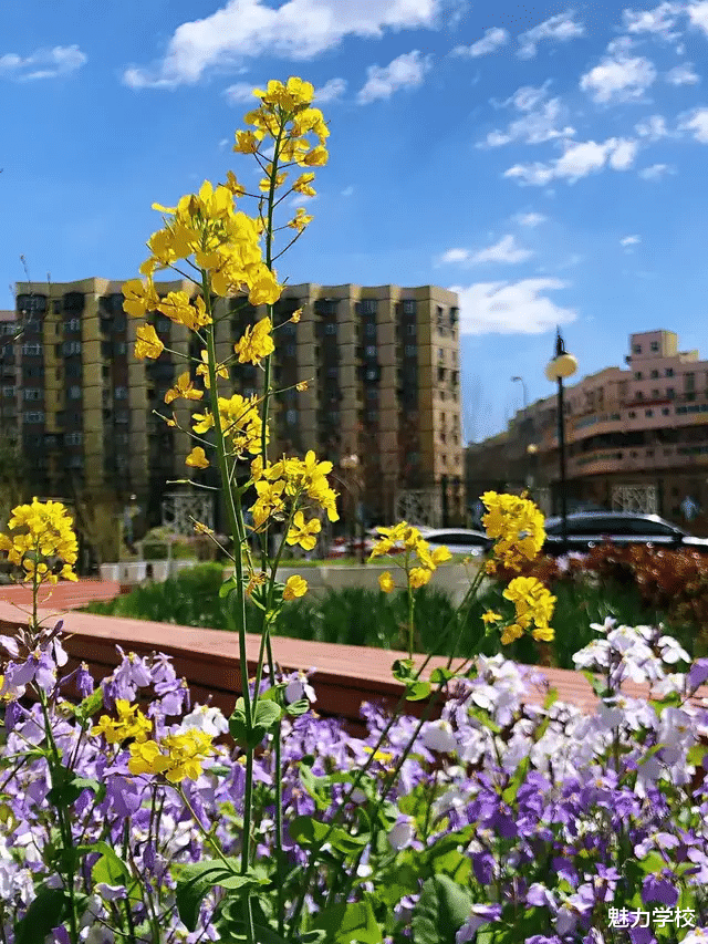 教师|曾军良：推进新时代人才强校战略 创建魅力教育普适品牌