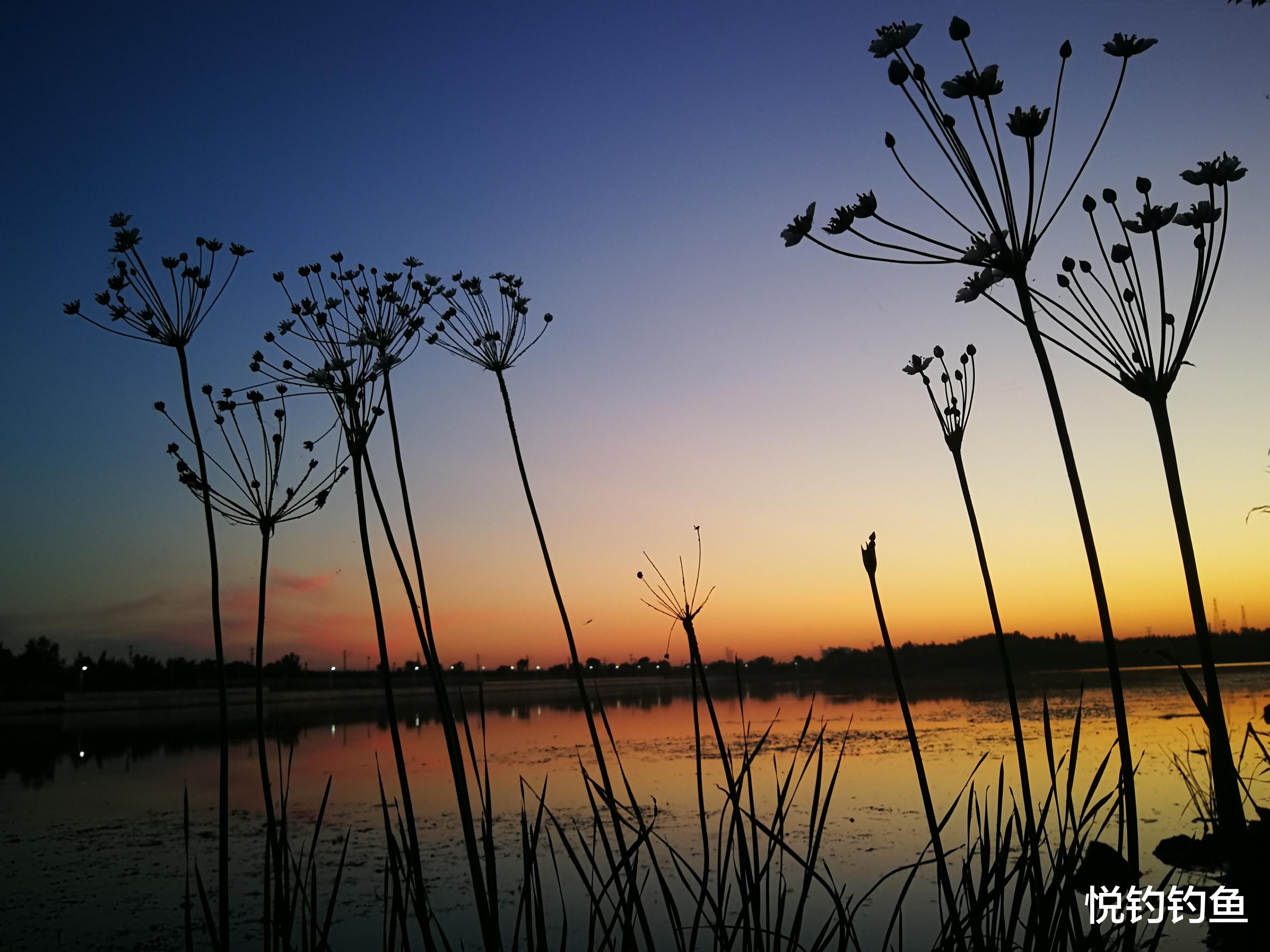 |当晨钓遇到黑标，开启一天好心情~