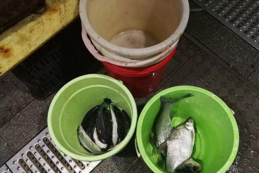 哈儿探店 重庆藏在郊外的一家河鱼馆,每天食客爆棚,开豪车的美女也过来吃