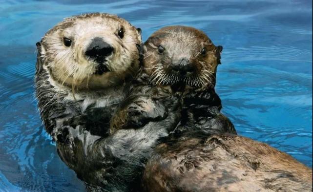 鲨鱼 24个冷知识：连生物老师都不知道，看完后颠覆认知的有趣知识