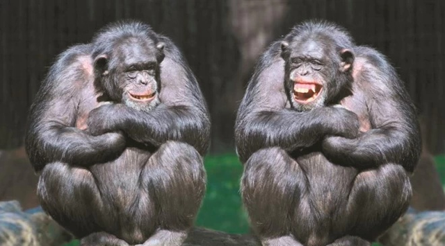 日本動物園的獨居母猿，意外產下幼崽，園方：到底是誰幹的好事？-圖3