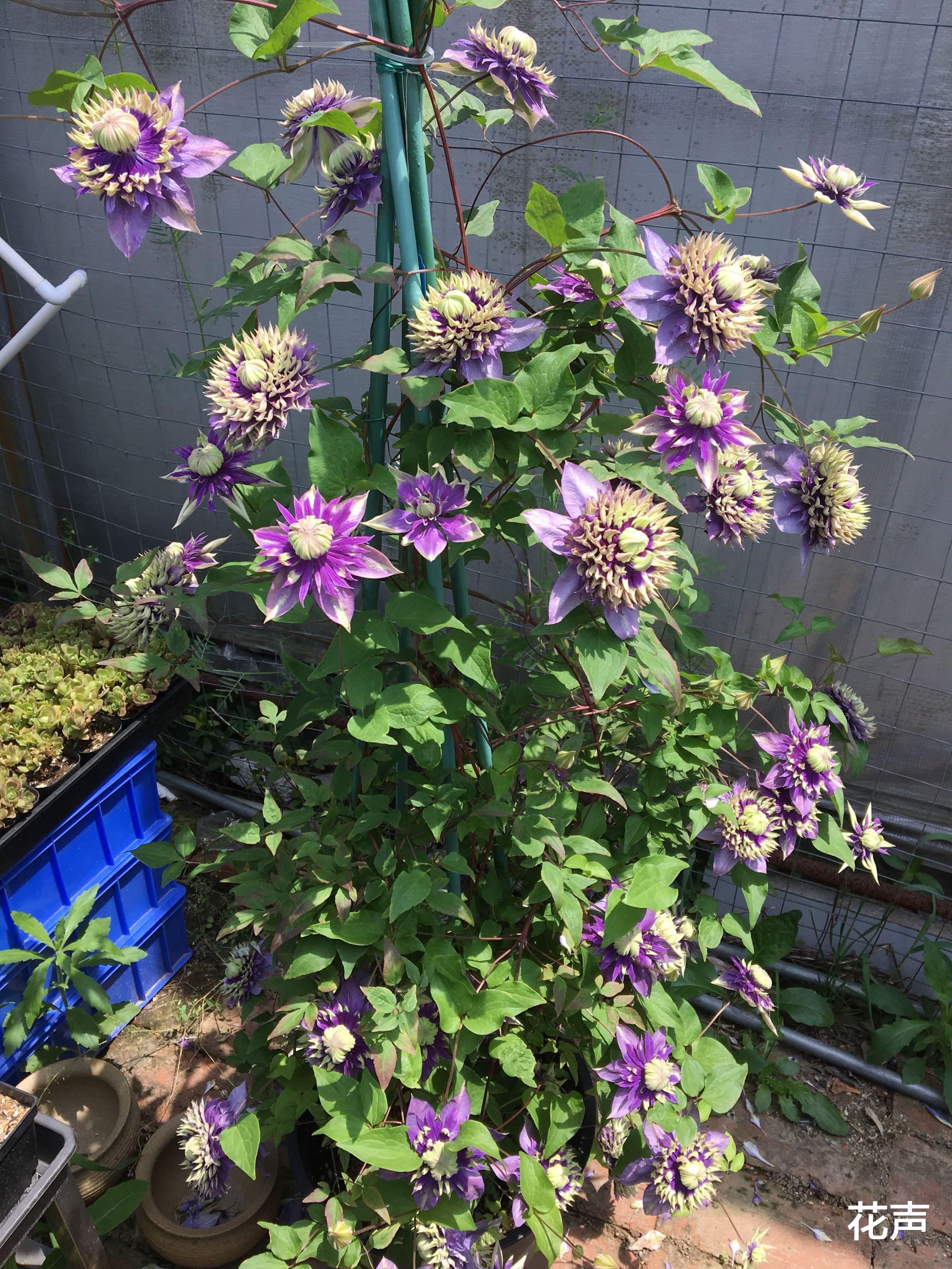 花声|适合阳台养的铁线莲—花如牡丹，美丽梦幻，栽培容易，三季有花赏