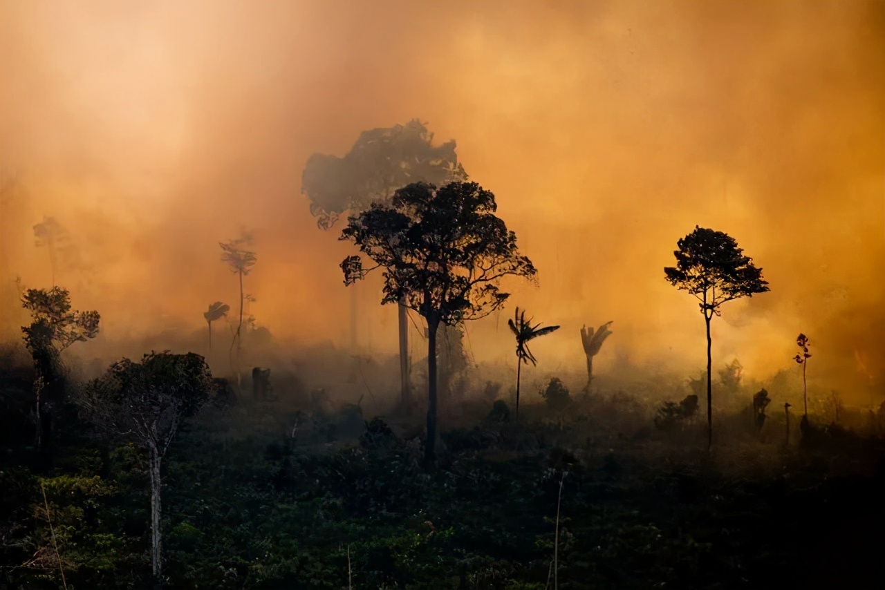 南极7500万年前的大火长啥样?能把森林变冰川的那种