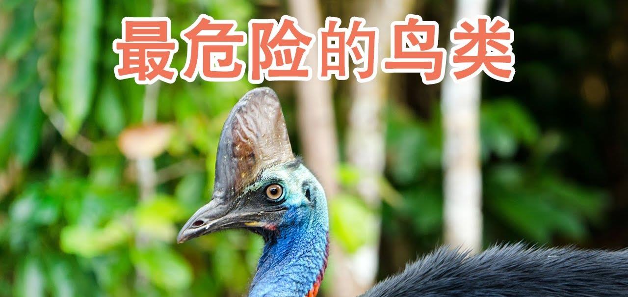 中国水产科学研究院 鹤鸵为什么被称为“杀人鸟”？它的战斗力到底有多强？