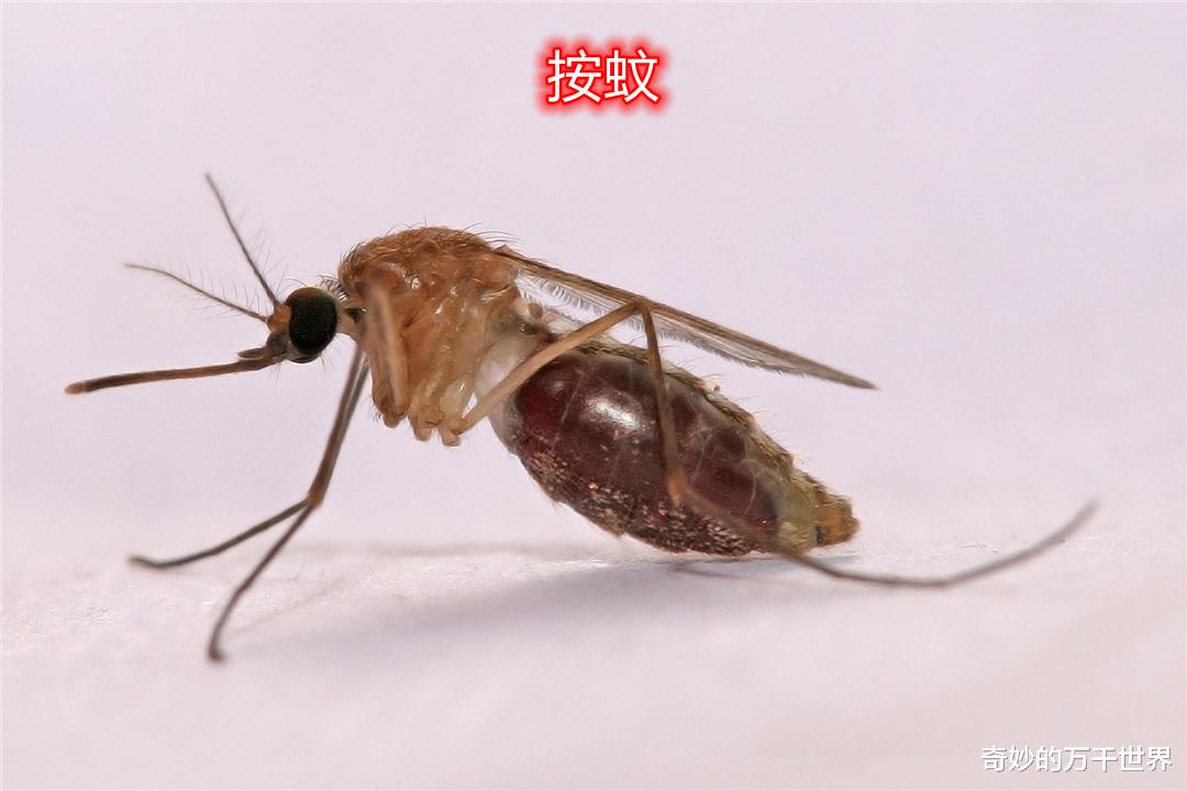 每年一入冬,蚊子都去哪了?其实它就在我们身边