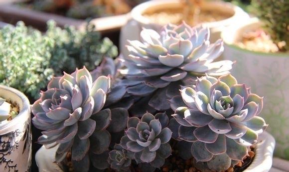 园艺印象|多肉用土有讲究，了解主要参数，什么样的土是好土自然心中有数