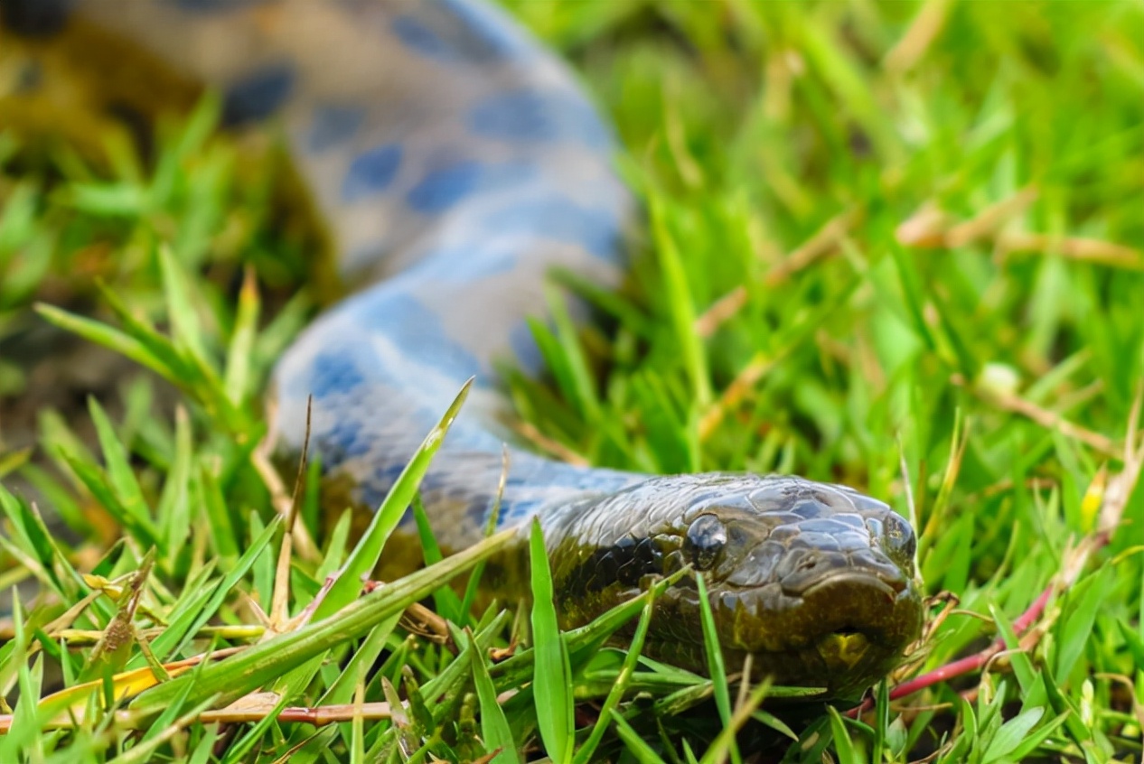 科学家 被蛇吞掉是什么感觉？科学家亲自做实验，心率飙升180，得出结论