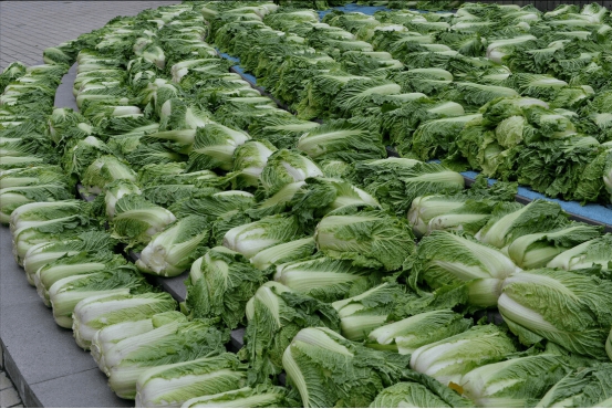 保存白菜很简单,牢记“4前提5步骤”放一冬不烂帮,不黑心!