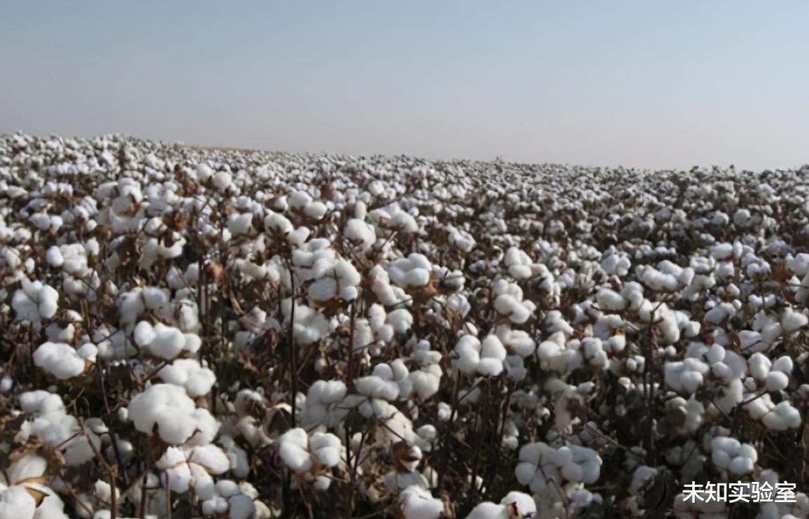 新疆棉遭抵制，我國90％采棉機市場也被美國壟斷-圖3