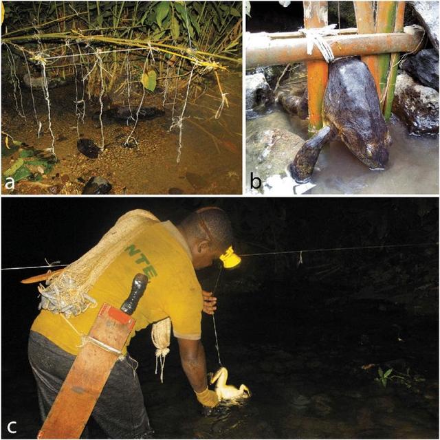 非洲巨蛙 世界上最大的青蛙，蝌蚪犹如鹅蛋，它们是如何成长的？