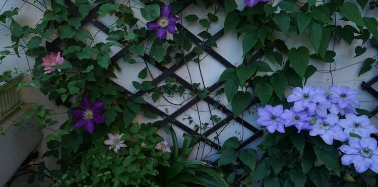 荒废了四年的10㎡北露台,改造成花园后,成了全家人最爱待的地方