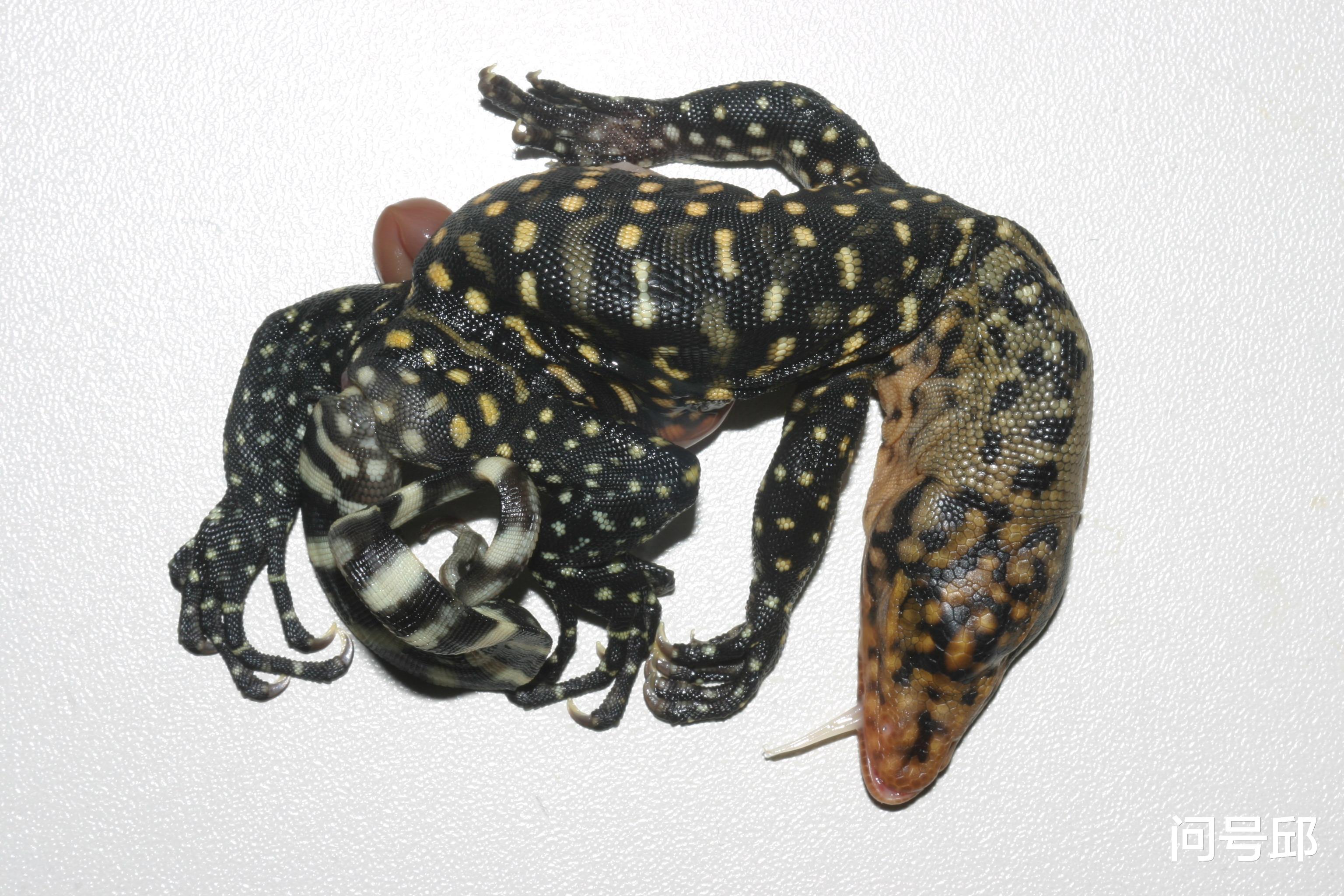 连体 连体蜥蜴一破壳就死亡：父母是兄弟姐妹关系，酿成近亲后代的悲剧