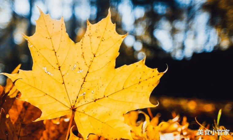 水果|秋天正是吃这4种水果的“黄金期”,好吃不贵,有你喜欢的吗?