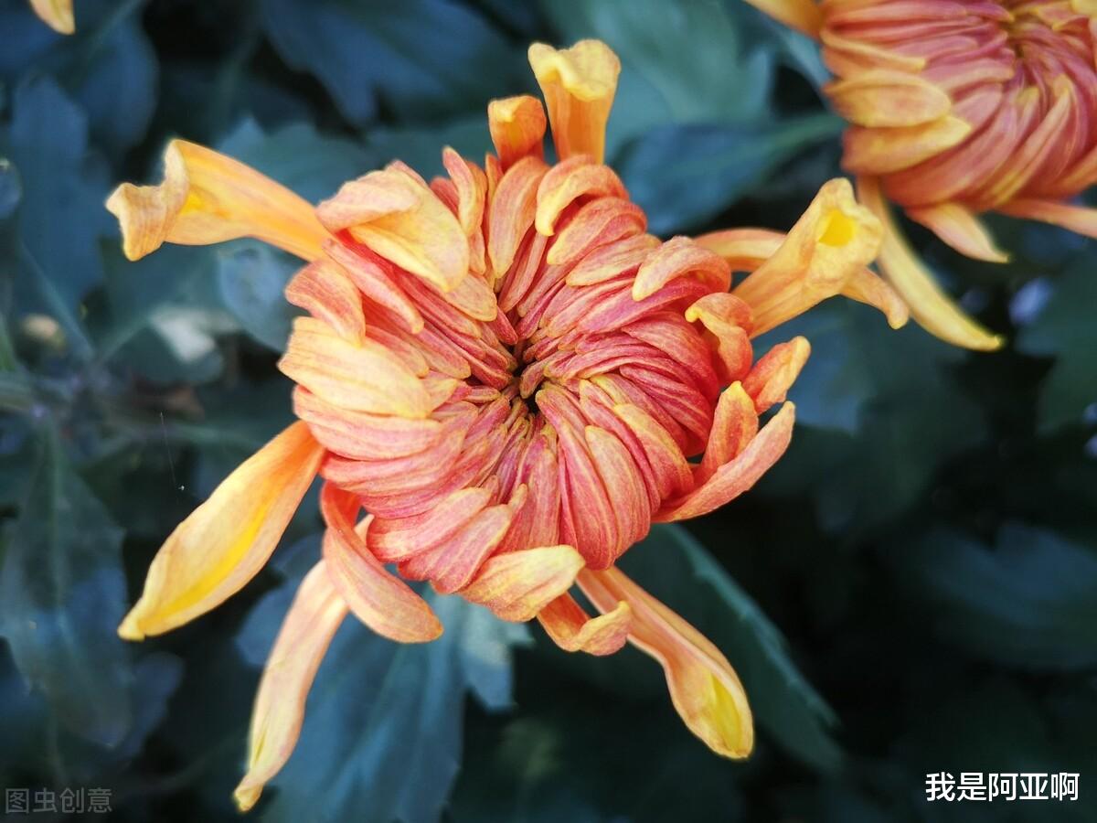 我是阿亚啊|生活，如果没有轰轰烈烈，那就安安心心，不是不追求，只是不强求